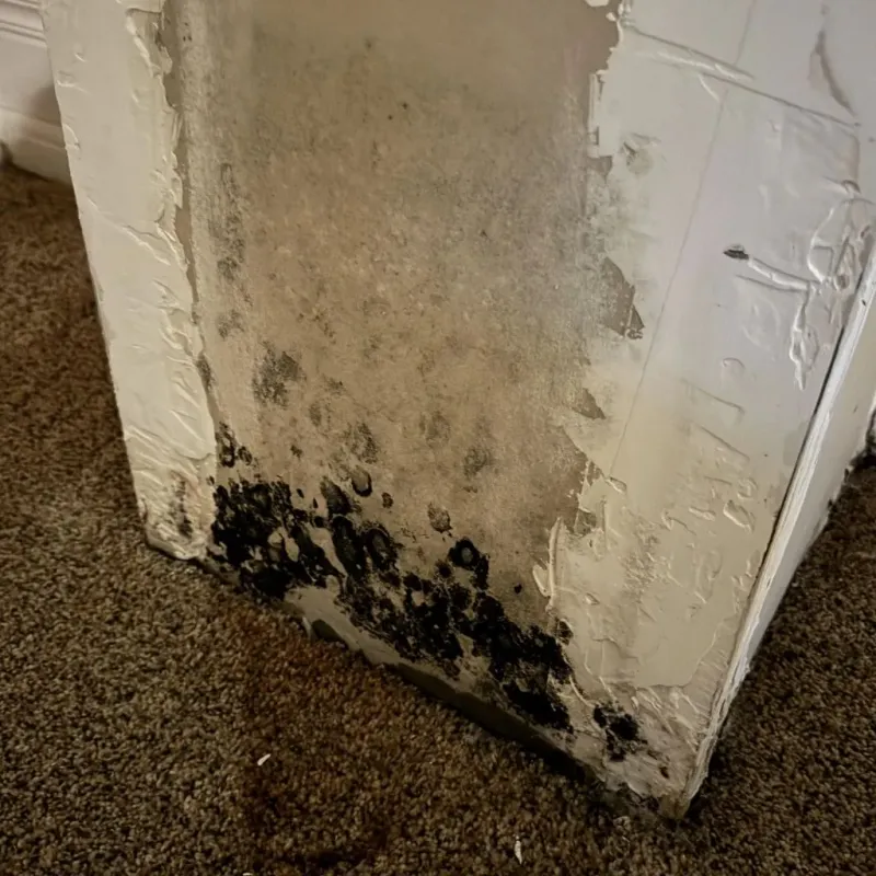 Professional Mold Removal in West Odessa, TX